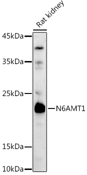 N6AMT1/HEMK2 Rabbit Polyclonal Antibody