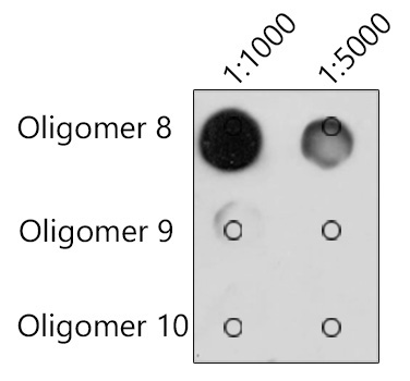 N6-methyladenosine / m6A Mouse Monoclonal Antibody