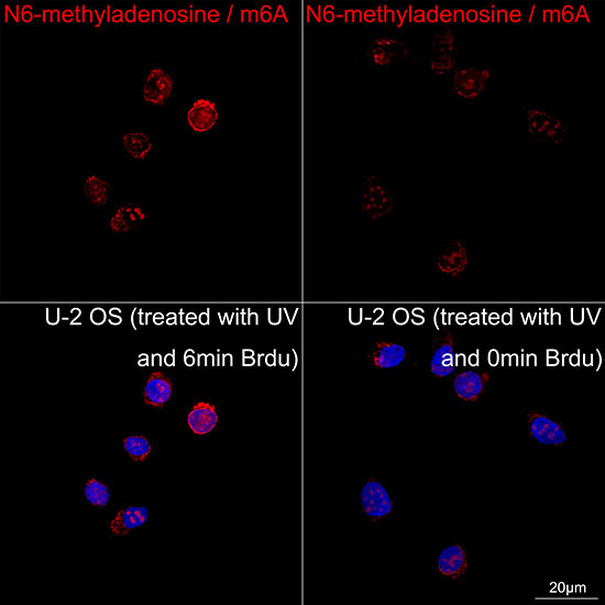 N6-methyladenosine / m6A Rabbit Monoclonal Antibody - Image 2