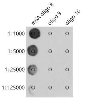 N6-methyladenosine / m6A Rabbit Monoclonal Antibody