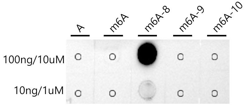 N6-methyladenosine / m6A Rabbit Monoclonal Antibody - Image 2