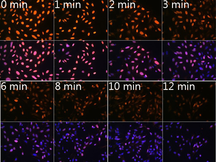 N6-methyladenosine / m6A Rabbit Monoclonal Antibody - Image 3