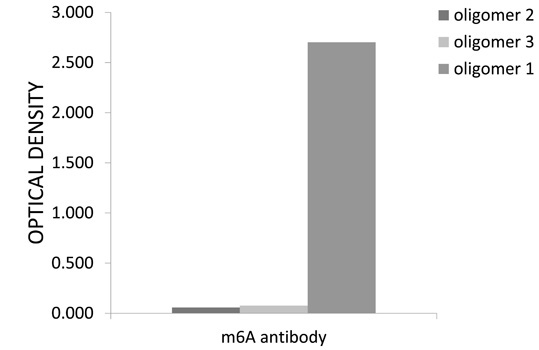 N6-methyladenosine / m6A Rabbit Polyclonal Antibody