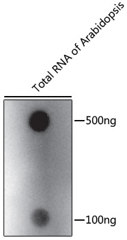 N6-methyladenosine / m6A Rabbit Polyclonal Antibody - Image 2