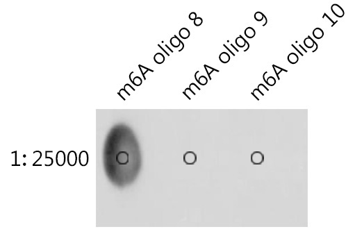 N6-methyladenosine / m6A Rabbit Polyclonal Antibody - Image 3