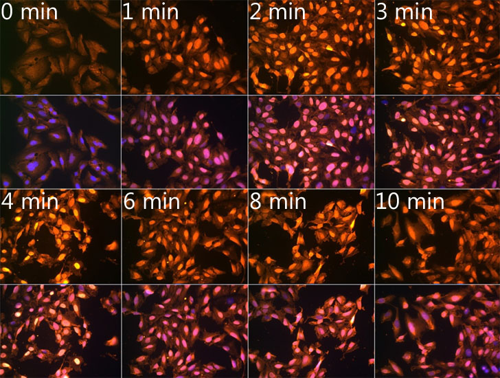 N6-methyladenosine / m6A Rabbit Polyclonal Antibody - Image 4