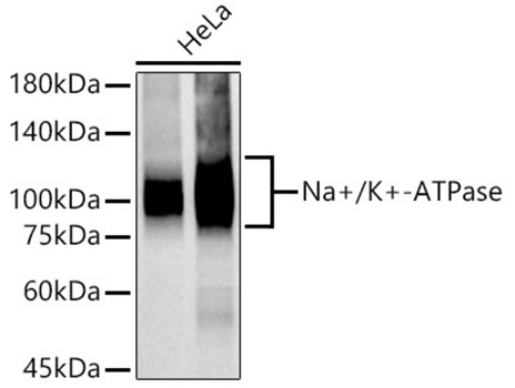 Na+/K+-ATPase Rabbit Monoclonal Antibody