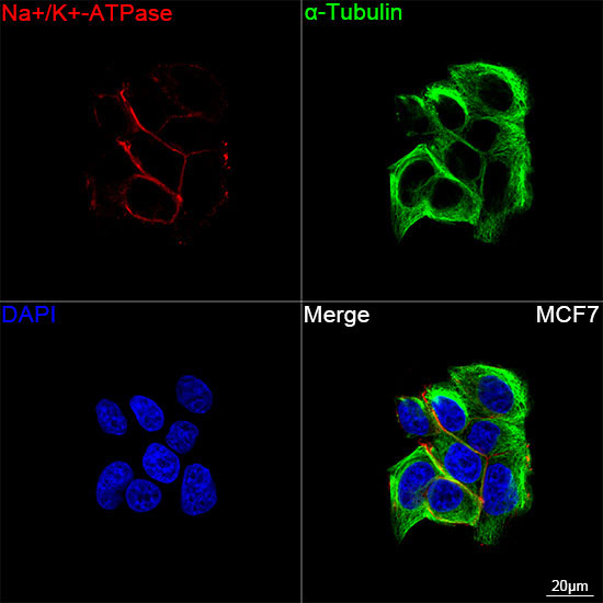Na+/K+-ATPase Rabbit Monoclonal Antibody - Image 10