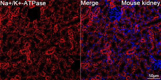 Na+/K+-ATPase Rabbit Monoclonal Antibody - Image 11