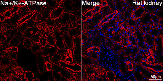 Na+/K+-ATPase Rabbit Monoclonal Antibody - Image 12
