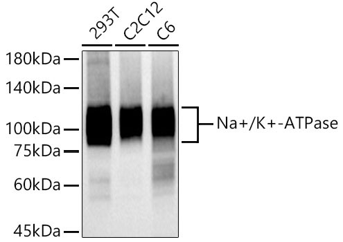 Na+/K+-ATPase Rabbit Monoclonal Antibody - Image 2