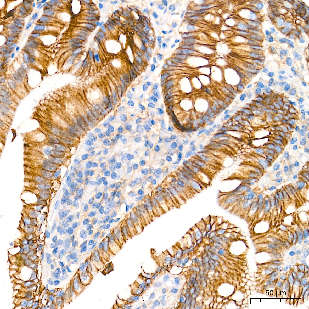 Na+/K+-ATPase Rabbit Monoclonal Antibody - Image 4