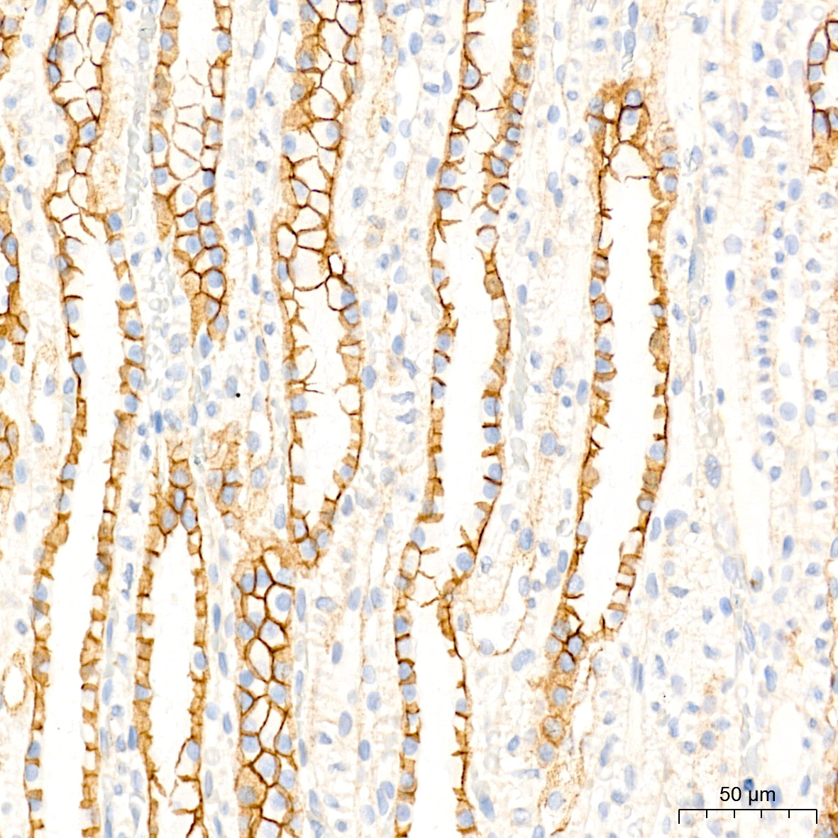 Na+/K+-ATPase Rabbit Monoclonal Antibody - Image 7
