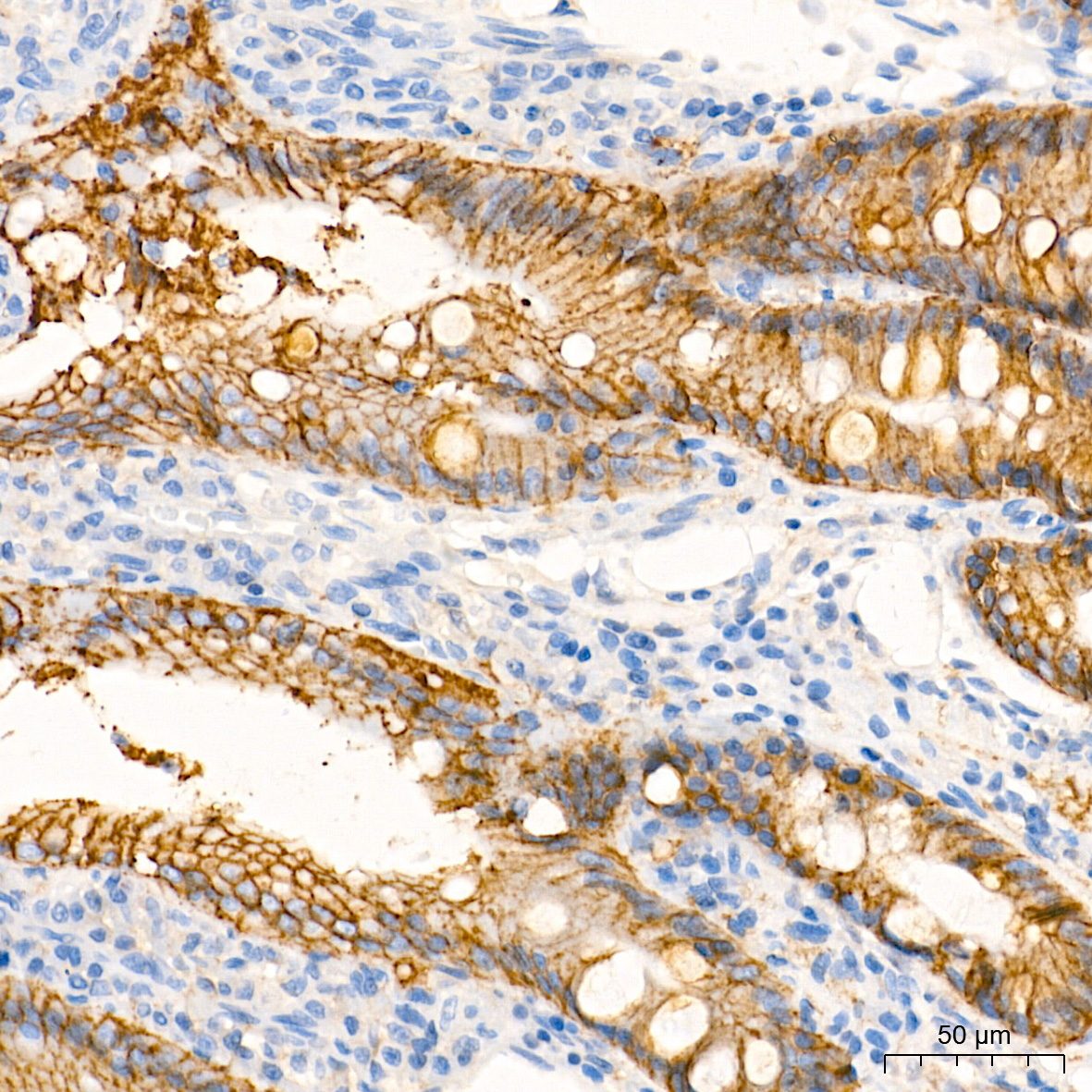 Na+/K+-ATPase Rabbit Monoclonal Antibody - Image 8