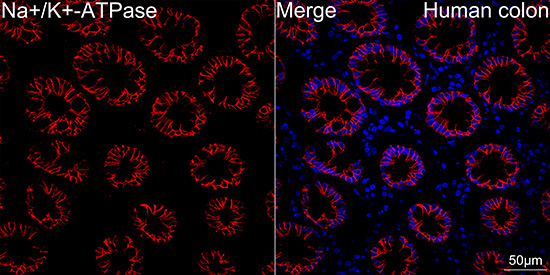 Na+/K+-ATPase Rabbit Monoclonal Antibody - Image 9