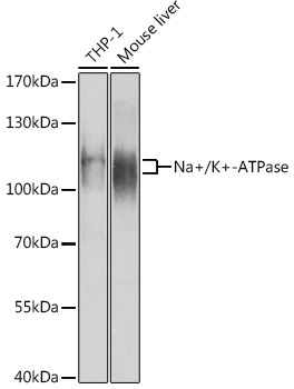 Na+/K+-ATPase Rabbit Polyclonal Antibody