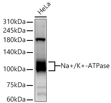 Na+/K+-ATPase Rabbit Polyclonal Antibody