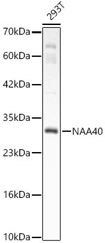NAA40 Rabbit Polyclonal Antibody