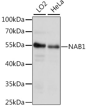 NAB1 Rabbit Polyclonal Antibody