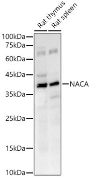 NACA Rabbit Monoclonal Antibody - Image 2
