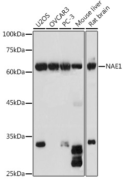 NAE1 Rabbit Polyclonal Antibody