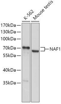 NAF1 Rabbit Polyclonal Antibody