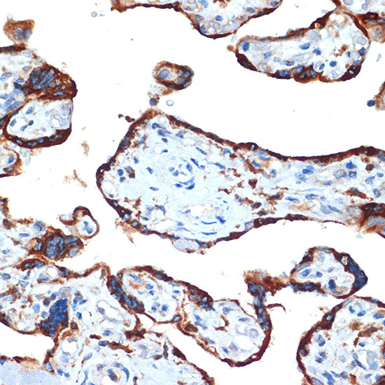 NAIP Rabbit Monoclonal Antibody - Image 2