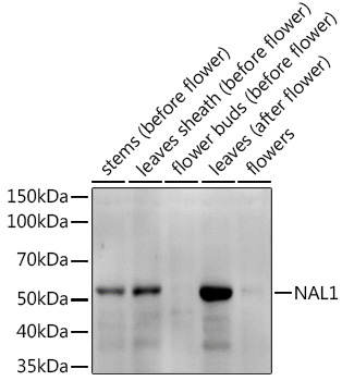 NAL1 Rabbit Polyclonal Antibody