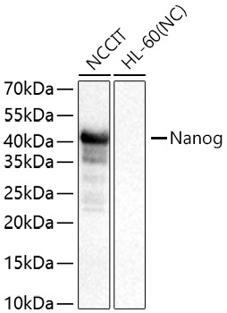 Nanog Rabbit Monoclonal Antibody