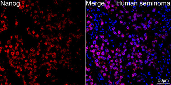 Nanog Rabbit Monoclonal Antibody - Image 2