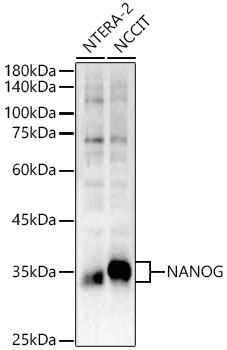 NANOG Rabbit Polyclonal Antibody