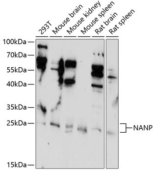 NANP Rabbit Polyclonal Antibody