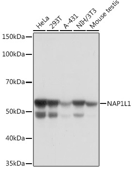 NAP1L1 Rabbit Monoclonal Antibody