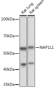 NAP1L1 Rabbit Monoclonal Antibody - Image 2