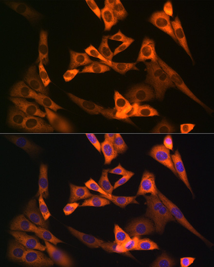 NAP1L1 Rabbit Monoclonal Antibody - Image 4