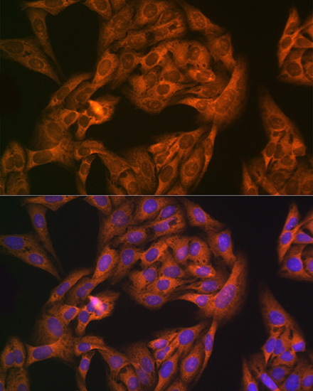 NAP1L1 Rabbit Monoclonal Antibody - Image 5