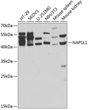 NAP1L1 Rabbit Polyclonal Antibody