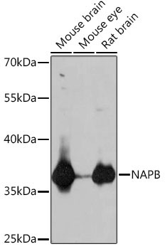 NAPB Rabbit Polyclonal Antibody