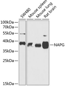 NAPG Rabbit Polyclonal Antibody