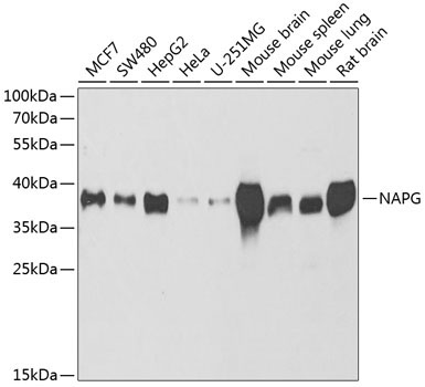NAPG Rabbit Polyclonal Antibody