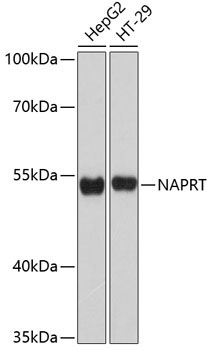 NAPRT Rabbit Polyclonal Antibody
