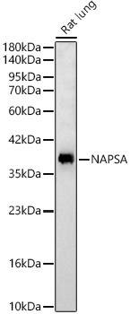 NAPSA Rabbit Polyclonal Antibody