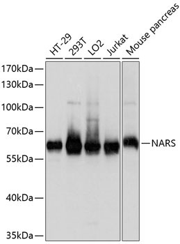 NARS Rabbit Polyclonal Antibody