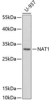 NAT1 Rabbit Polyclonal Antibody
