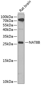 NAT8B Rabbit Polyclonal Antibody