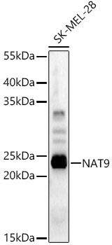 NAT9 Rabbit Polyclonal Antibody