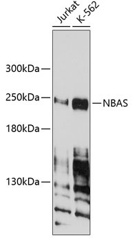 NBAS Rabbit Polyclonal Antibody