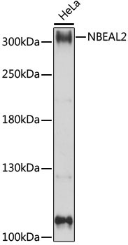 NBEAL2 Rabbit Polyclonal Antibody