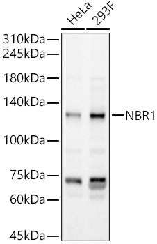 NBR1 Rabbit Polyclonal Antibody