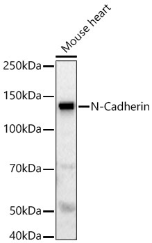 N-Cadherin Rabbit Polyclonal Antibody